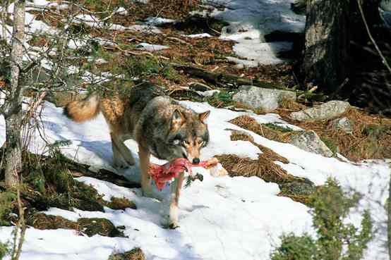 wolf carrying meat through the woods
